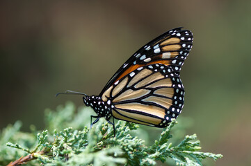 Fototapeta na wymiar monarch butterfly on an evergreen branch