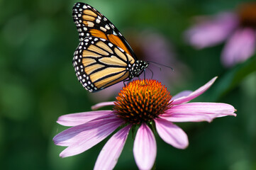 monarch butterfly on an echinacea flower