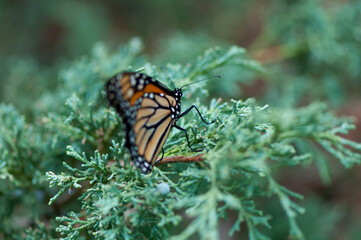 butterfly on evergreen stem