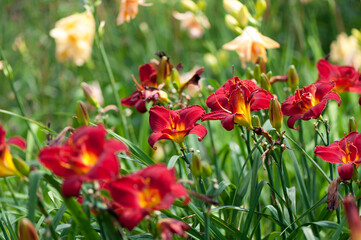 red orange and yellow day lilies in the sun