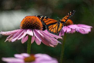 coneflowers and butterflies