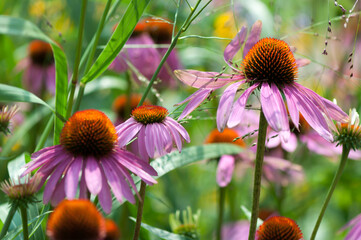 coneflowers in the garden