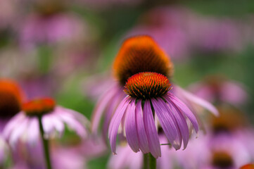 field of pink flowers on a bokeh background