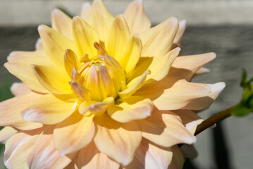 yellow dahlia flower