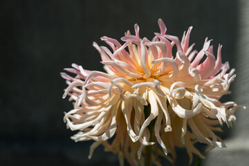 fancy dahlia in the sun (on a dark background)