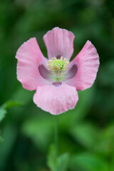 simple pink poppy isolated on green