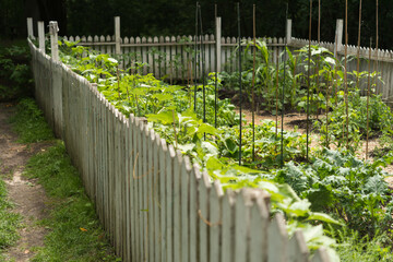white picket fence surrounding a kitchen garden (in the park)