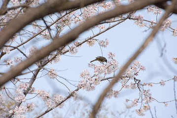 Birds in cherry tree