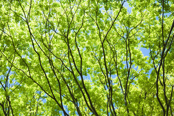 もみじの若葉と青空	