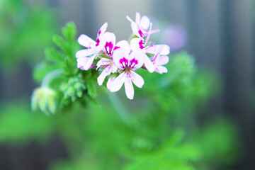 匂いゼラニュームの花	