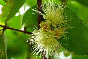 Water apple  , rose apple fruit flowers blooming in the tree.