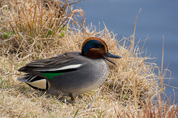 Eurasian teal