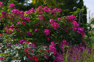 太陽の光を浴びて咲き誇るバラ園の気品漂うピンク色の薔薇の花