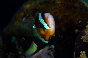 Naklejka na ściany i meble Clownfish - Amphiprion clarkii. Underwater world of Tulamben, Bali, Indonesia.