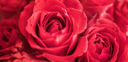 Red Rose Flower Macro background