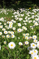Fototapeta premium White daisies abound in the United States.