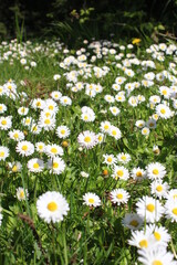 White daisies abound in the United States.