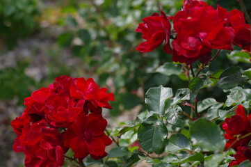 太陽の光を浴びて咲き誇るバラ園の気品漂う真っ赤な薔薇の花