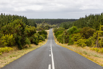 A winding road with surrounding pine tree forests taken in South Australia on February 20th 2022