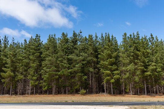 A pine tree forest with a blue sky taken in South Australia on February 20th 2022