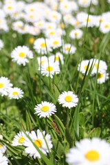 Fototapeta premium Little white daisies grow in a green field on a hot day in Canada.