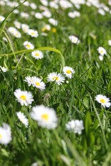 Little white daisies grow in a green field on a hot day in Canada.