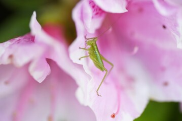 Azalea (Rhododendron) flowers. Ericaceae evergreen shrub. Funnel-shaped flowers are attached to the tips of branches from April to May.