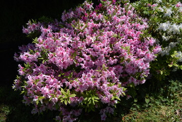 Azalea (Rhododendron) flowers. Ericaceae evergreen shrub. Funnel-shaped flowers are attached to the tips of branches from April to May.