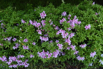 Azalea (Rhododendron) flowers. Ericaceae evergreen shrub. Funnel-shaped flowers are attached to the tips of branches from April to May.