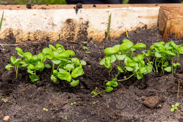 Fresh basil sprouts with green leaves grow from the ground close-up