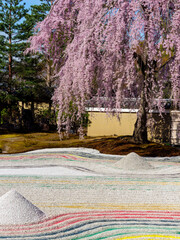 京都高台寺の枝垂れ桜