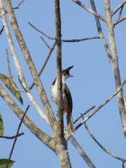 spotted red whiskered bulbul on a tree 