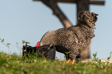 rooster living in an organic and natural way, with black and white plumage