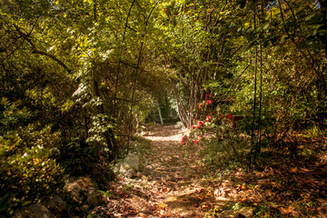 Edna Walling garden path