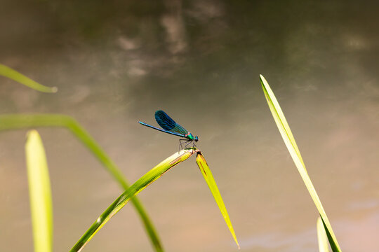 Dragonfly or damselfly or odonata on a grass.