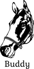  Buddy Black White Vector horse suitable for logo