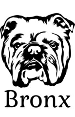  Bronx Black White Vector dog suitable for logo