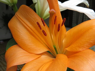 flor naranja