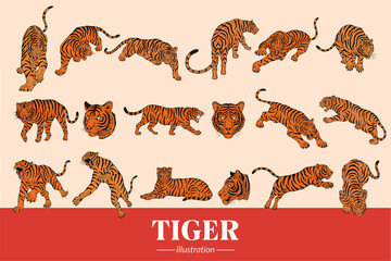 Set Mega Collection Bundle Tiger beast face wild poses isolated cartoon clipart illustration