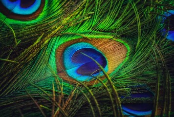Naklejka premium Peacock feather closeup. Peafowl feather. Mor pankh. Abstract background.