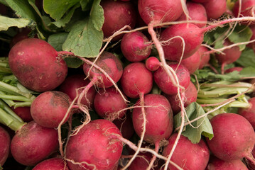 more radishes at a farmers market