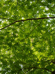 Small parts of nature create a nice design. It soothes my heart.