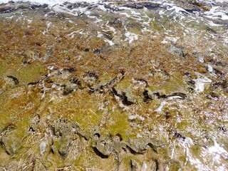 Algae covered concrete shoreline with ocean water washing in