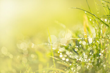 Dewdrops glitter as a bokeh over fresh grass in the morning sun