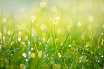 Fototapeta premium Dewdrops glitter as a bokeh over fresh grass in the morning sun