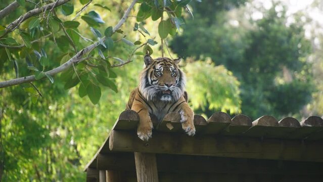 Majestic sumatran tiger lying on logs, looking at the camera. Wildlife protection concept. Slow motion. 