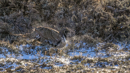 A Male Greater Sage Grouse Kicks Up Snow at a Lek In Colorado in April