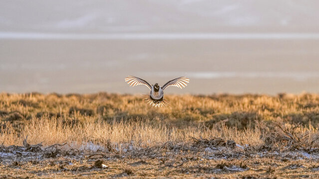 A Male Greater Sage Grouse Takes Flight at a Lek in Colorado in April