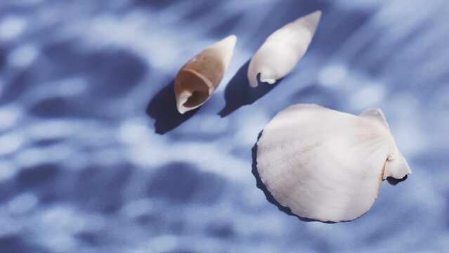 【夏】白色の貝殻　海の波