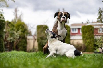 Obraz premium Adorable Boxer Dog and Toy Fox Terrier sitting on grass outside.